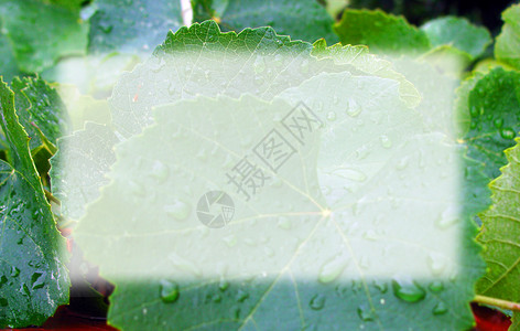 湿叶做的框架背景图片