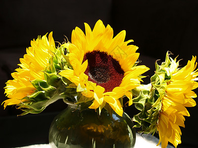 明亮的向日葵桌子阳光花瓶玻璃树叶太阳生长花瓣花束绿色背景图片