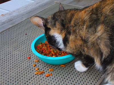Calico 食猫饮食动物营养小猫宠物食物短发猫咪爪子背景图片