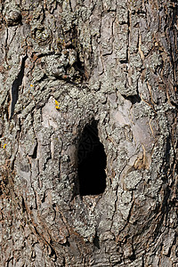 带洞的弯曲树干腐烂树桩木材隧道伤口木头背景图片