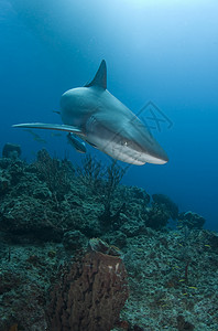 珊瑚礁鲨鱼特写高清图片