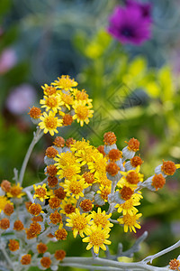 小花花小玛格丽花花背景