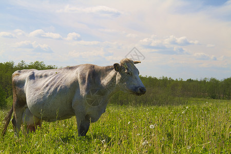 草地上的牛白色乳房好奇心场地奶牛农业奶制品黑色蓝色土地背景图片