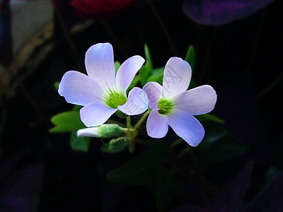 花夜蜡烛;新鲜;黄芳香背景图片