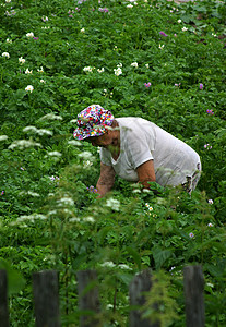 照料厨房花园老年花朵紫色绿色祖母勤勉土豆背景图片