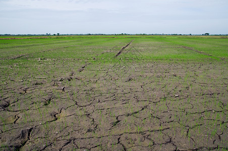 地球土地泰国大米稻田干涸背景