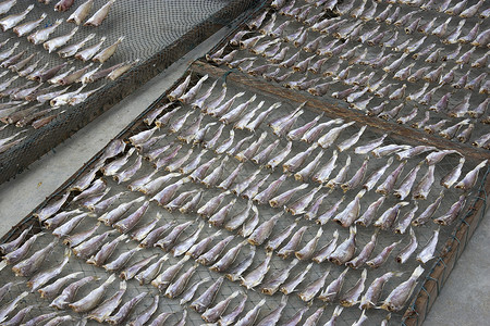 咸鱼干燥生产海洋海鲜美食食物盐渍商业背景图片