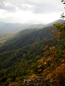 木头天空植物群丘陵树叶树木全景自然植被背景图片