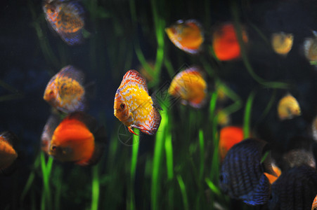 铁饼曲线热带宠物科鱼游泳水族馆动物玻璃背景图片