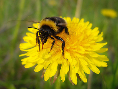 蜜蜂在花朵上叶子植物天堂昆虫蜂蜜花蜜生物学绿色场地享受背景图片