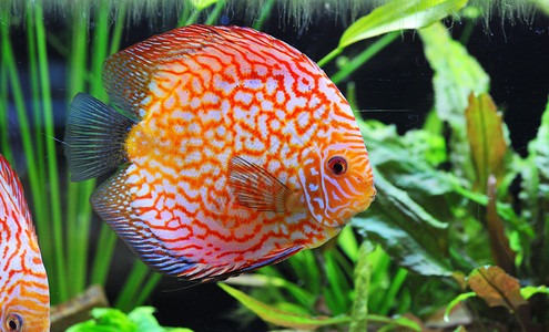 铁饼科鱼游泳曲线玻璃红色动物水族馆宠物热带背景图片