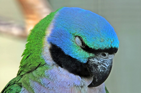 睡觉鹦鹉宏观眼睛睡眠动物群羽毛背景图片