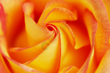 玫瑰花瓣甜蔷薇宏观背景图片