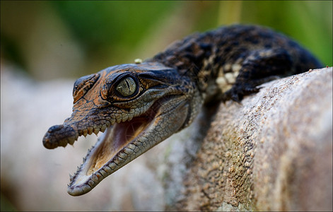 鳄鱼的幼崽乌里亚德尼科夫高清图片