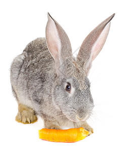 坐着吃柿子的兔子灰兔吃胡萝卜晶须农场耳朵头发动物灰色爪子兔子宠物哺乳动物背景