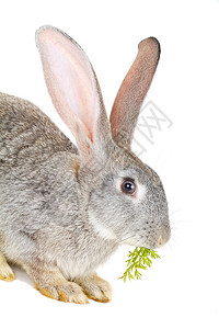 坐着吃柿子的兔子灰兔吃胡萝卜叶哺乳动物宠物绿色工作室叶子兔子蔬菜爪子农场晶须背景