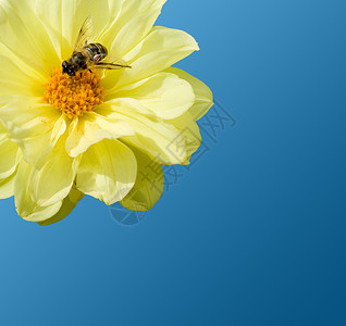 工作时的蜜蜂成效熊蜂工人蜂窝黄色叶子草地天空场地花瓣背景图片