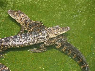 两个鳄鱼沼泽游泳身体尾巴背景图片