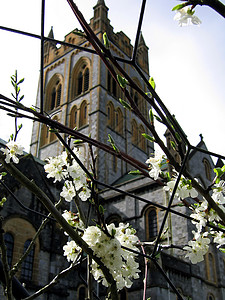 巴克法斯特修道院白花背景