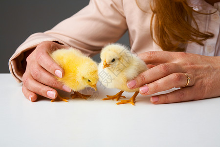 小鸡手握小鸡生活灰色亲热柔软度手指安全黄色宠物动物脆弱性背景