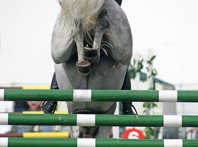 马马跳跃尾巴栅栏骑术展示蹄子背景图片