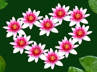 鲜花之心绿色花瓣粉色沼泽树叶植物叶子背景图片