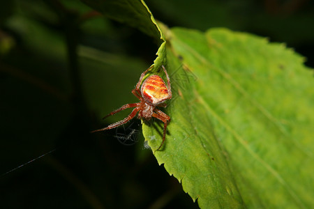 圆织蜘蛛亚陆斯宏观动物棕色白色叶子脊椎动物橙子红色黑色绿色背景图片