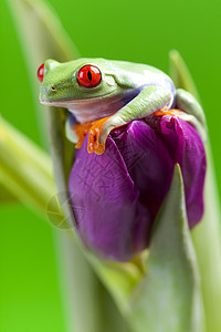 绿青蛙蓝色绿色倾斜橙子蟾蜍雨林红色无尾动物生活高清图片
