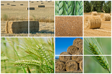 小麦和大麦自然高清图片素材