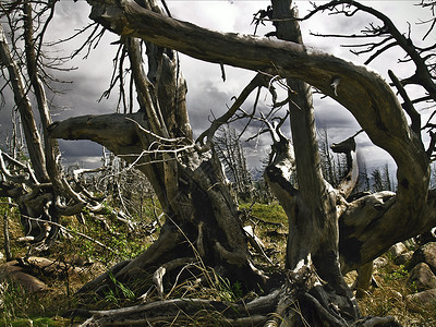 死树天空环境曲线世界灾难树木树干背景图片