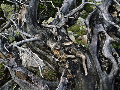 死树树干世界天空树木环境曲线灾难背景图片
