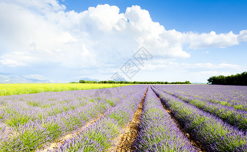 祭田上小伙法国普罗旺斯 巴伦索瓦伦索高原种植园植物学场地农业薰衣草花朵紫色位置植被风景背景