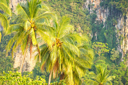 椰子棕榈树棕榈绿色坚果叶子气候热带树叶水果背景图片