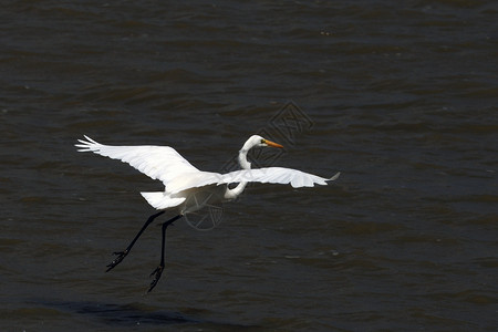 起飞翅膀环境热带湿地沼泽涉水水禽漂浮野生动物航班背景图片