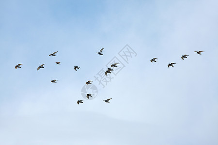 鸟类生活荒野戏剧性多云白色旅行空气航班自由漂浮高清图片