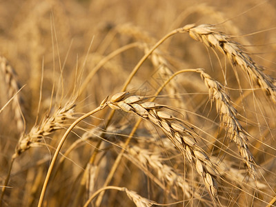 小麦玉米宏观国家土地种子农场环境草地农田粮食叶子高清图片素材
