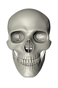 人类身体人类骨骼 - 前视图背景