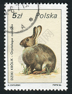 兔子邮票标记 M动物邮局地址野兔邮资邮政集邮耳朵乐趣信封背景