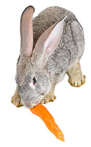 坐着吃柿子的兔子灰兔吃胡萝卜头发灰色蔬菜宠物鼻子食物工作室兔子白色哺乳动物背景