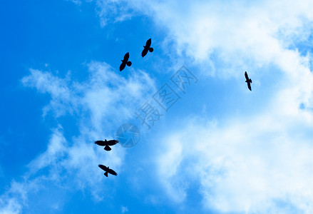 鸟类乌鸦野生动物航班多云漂浮团体旅行自由空气荒野高清图片