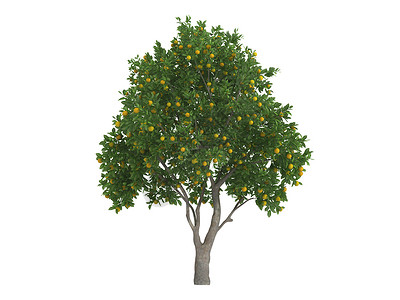 甜橙树甜橙或柑橘生态插图橙子木头环境水果树干植物群美丽生活背景