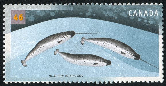 邮票邮件邮资动物古董邮戳鼻子鲸目信封历史性尾巴背景图片