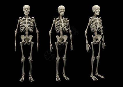 骨骼人体孤立的心箱医学颅骨骨干骨架骨头脊柱断肢岩石脑壳人体背景