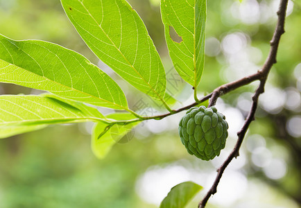 树果苹果异国植物维生素释迦运动饮料食物叶子热带水果背景图片