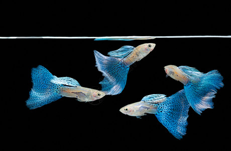 游泳蓝 热带鱼宠物游泳者海洋爱好条纹反射鱼缸热带蕾丝自由团体水下高清图片素材