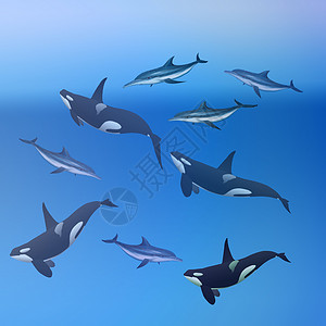 蓝鲸鱼鲸和海豚背景背景