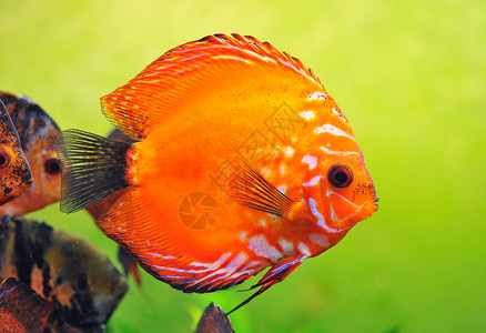 铁饼动物曲线热带游泳水族馆玻璃宠物科鱼红色背景图片
