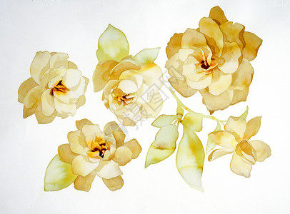 玫瑰花瓣PNG花朵植物群墙纸花瓣绘画调子玫瑰地面插图植物学叶子背景