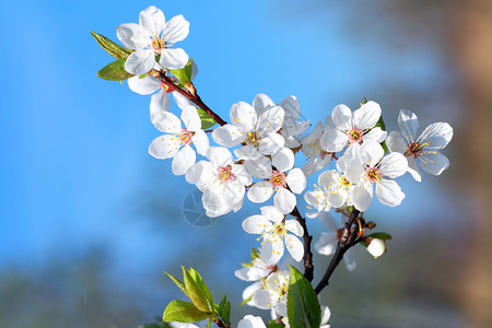 开花的花花园天空季节蓝色蔬菜活力场地生物学白色植物高清图片