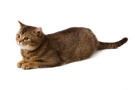 大胖猫白色背景的英国短发猫猫咪猫科小猫橙子毛皮宠物工作室动物脊椎动物哺乳动物背景